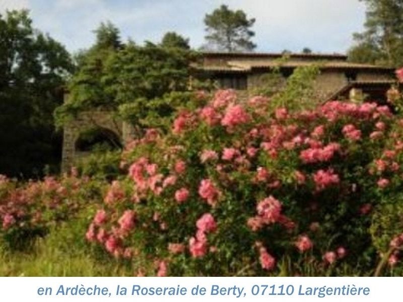 07 roseraiedeBerty2.JPG nggid03566 ngg0dyn 0x0x100 00f0w010c010r110f110r010t010