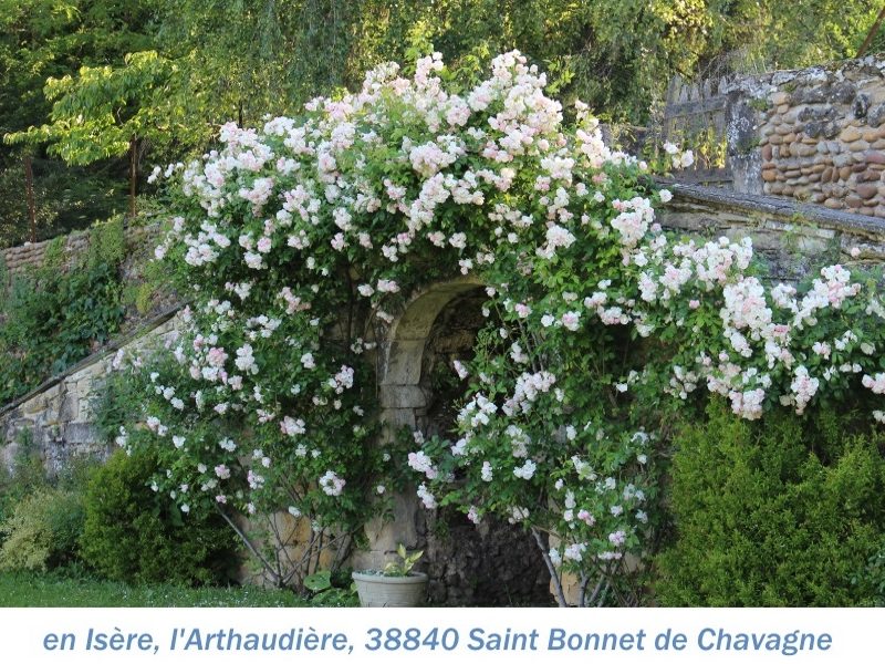 38 Arthaudière.JPG nggid03567 ngg0dyn 0x0x100 00f0w010c010r110f110r010t010