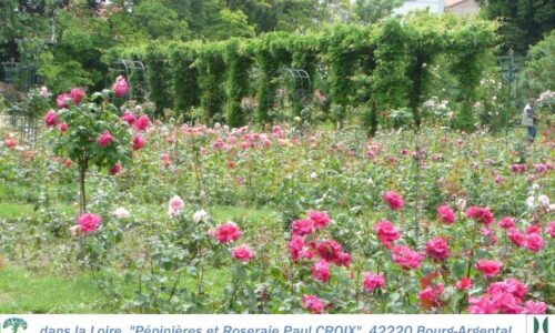 42-Pepinière-et-roseraie-Glycine-et-rose-2000 42-Pepinière-et-roseraie-Glycine-et-rose-2000