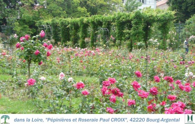 42 Pepinière et roseraie Glycine et rose 2000