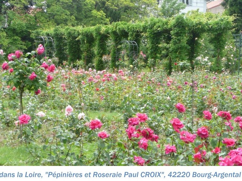 42 Pepinière et roseraie Glycine et rose 2000