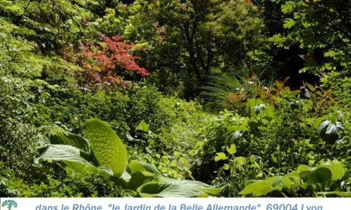 ARBUSTES ET VIVACES EN MELANGE ARBUSTES ET VIVACES EN MELANGE
