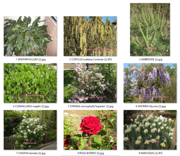 26++ 27 plantes remarquables en region rhone alpes info