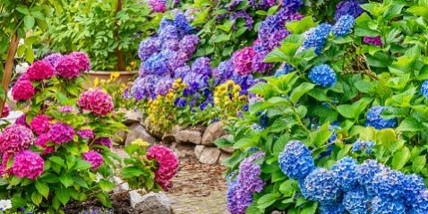 Hortensias