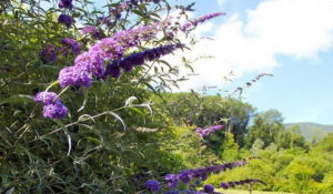 74 JardinsdeLornay