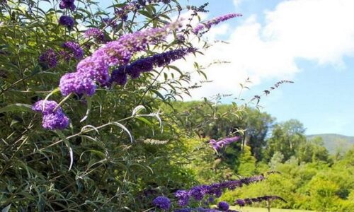 74 JardinsdeLornay 74 JardinsdeLornay