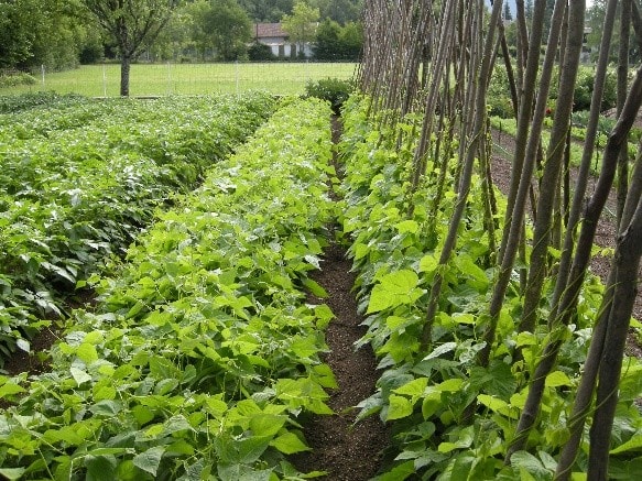 jardin JCM (2409) jardin JCM 2409