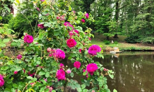jardin des eaux jardin des eaux