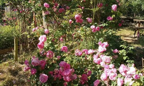 jardin des plantes a couleurs jardin des plantes a couleurs