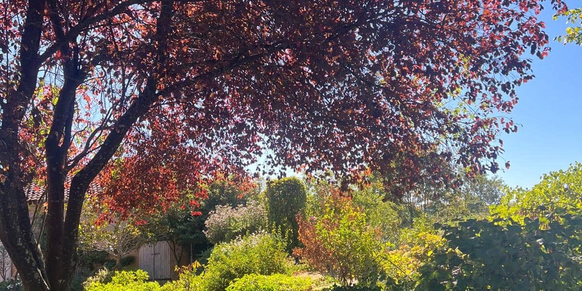 feuillage-automne-jardins-soussilanges.jpg Feuillage pourpre d'automne et arbres aux Jardins des Soussilanges