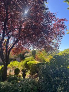 feuillage-automne-jardins-soussilanges.jpg Feuillage pourpre d'automne et arbres aux Jardins des Soussilanges