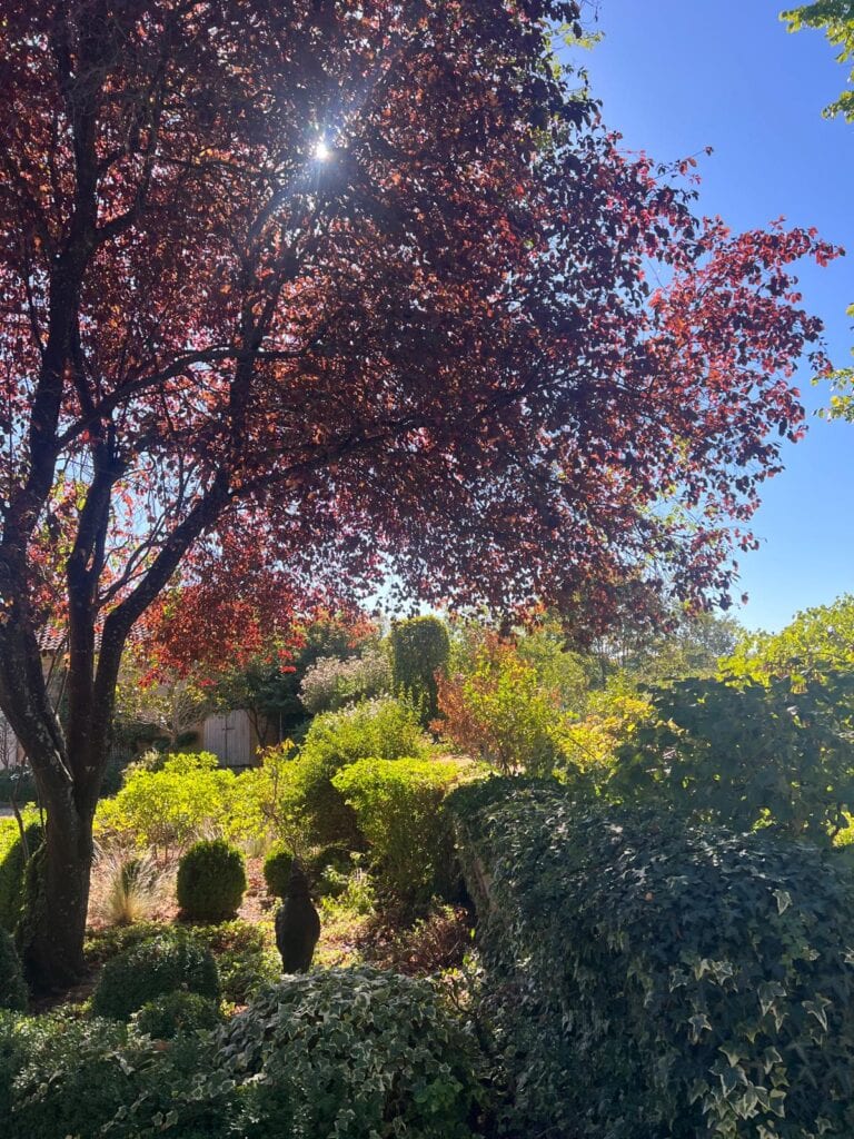 Feuillage pourpre d'automne et arbres aux Jardins des Soussilanges