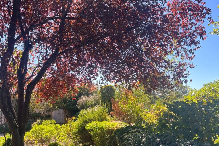 Feuillage pourpre d'automne et arbres aux Jardins des Soussilanges